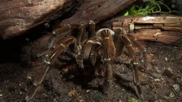 Biggest Spider In Bali RAKA GRUP