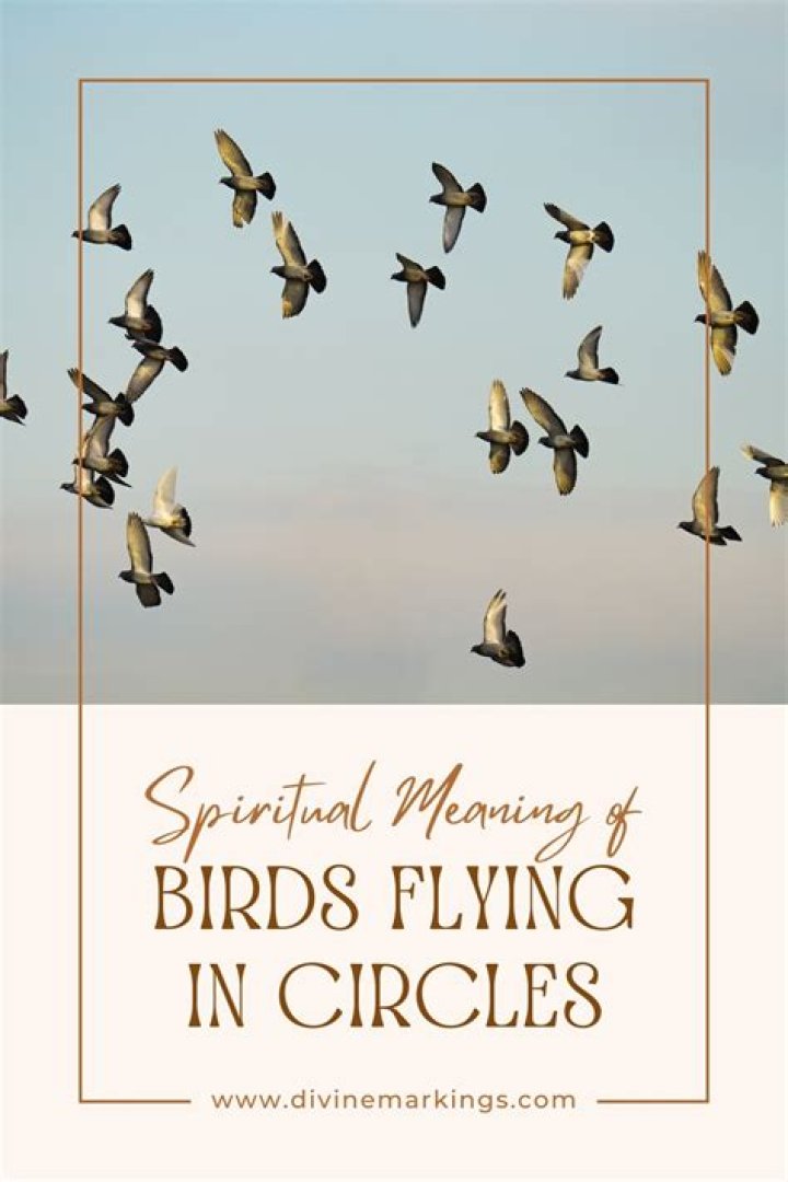 Birds Flying in Circles Spiritual Meaning And Symbolism