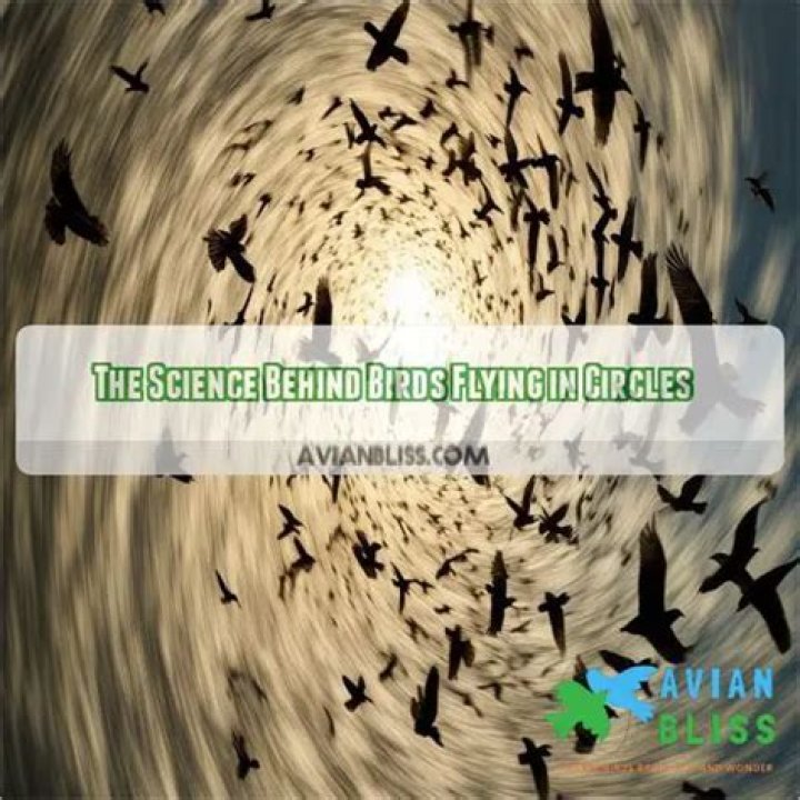 Black Birds Flying in Circles Meaning 11 Spiritual Meanings