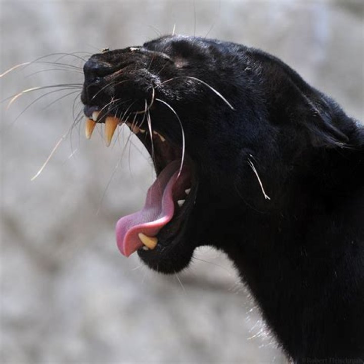 Black Panther by robbobert on deviantART Black panther cat, Wild cats