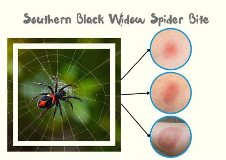 Black Widow Spider Back ubicaciondepersonas.cdmx.gob.mx