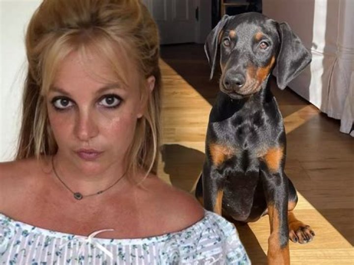 Britney Spears warned by animal control after pet Doberman escapes LA