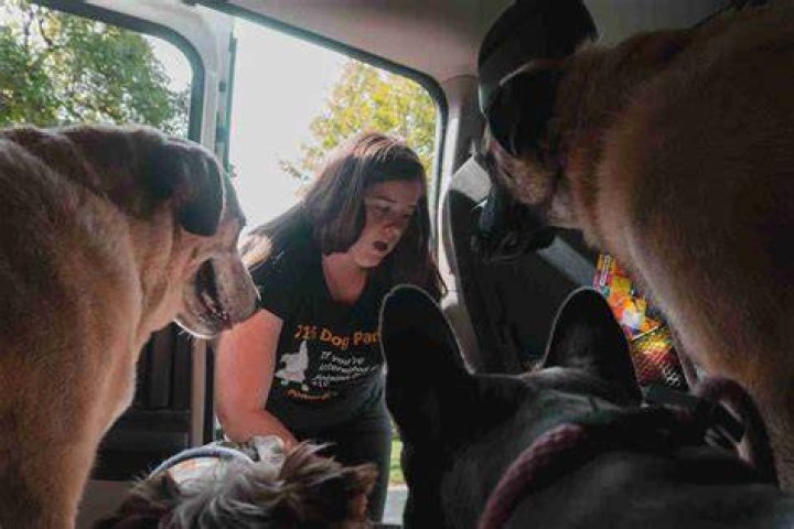 BRTV A Day in the Life of a Dogwalker Buffalo Rising