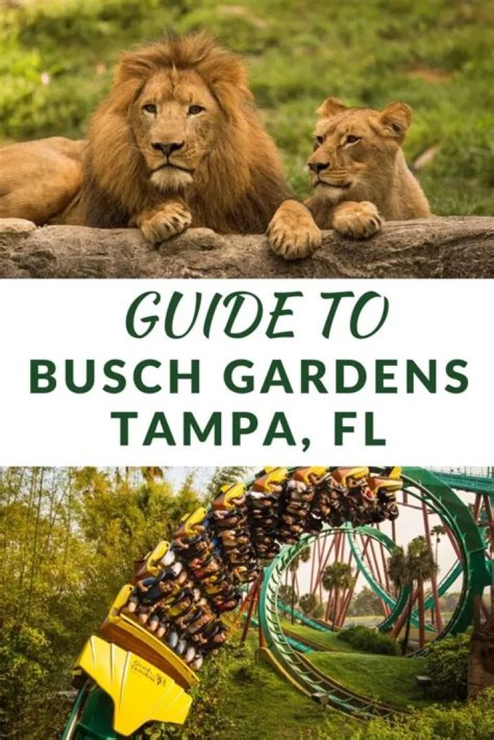 Busch Gardens Tampa stellt neue Achterbahn "Cobra's Curse" f&uuml;r 2016 im