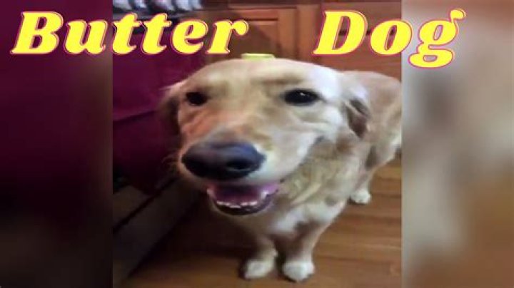 Butter Dog the dog with the butter butter dog dog with the butter on