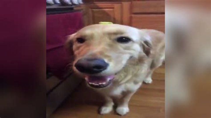 Butterdog Know Your Meme