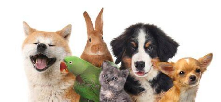 Can My Pets Die in Stardew Valley? Assorted Meeples