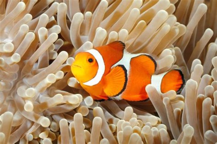 Can You Eat Clownfish and How Does It Taste? American Oceans