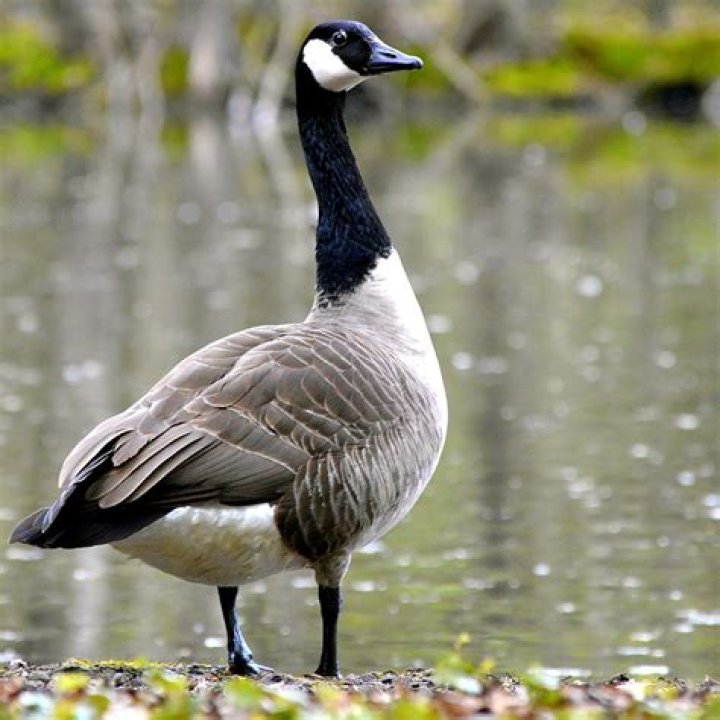 Canada Geese