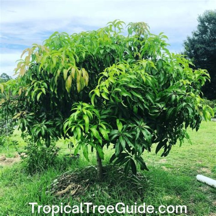 Carrie Mango Tree Height 1 2 FT Burlap Sack Yes At