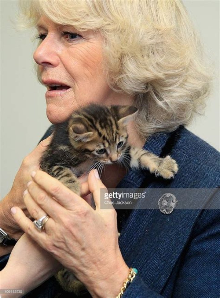 Cat claw pose Steve Tilbury Flickr