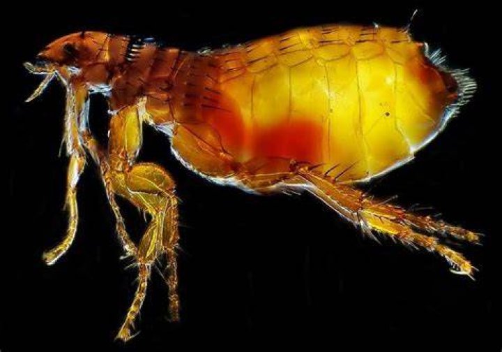 Cat flea Wikipedia