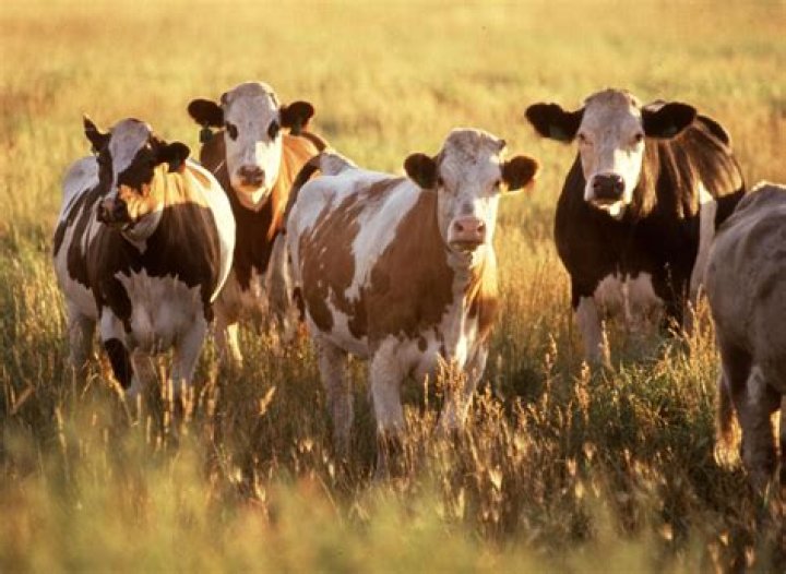 Cattle, Cow, Farm, Animals, Cows, Milk, Gado Gado, Animales, Animaux