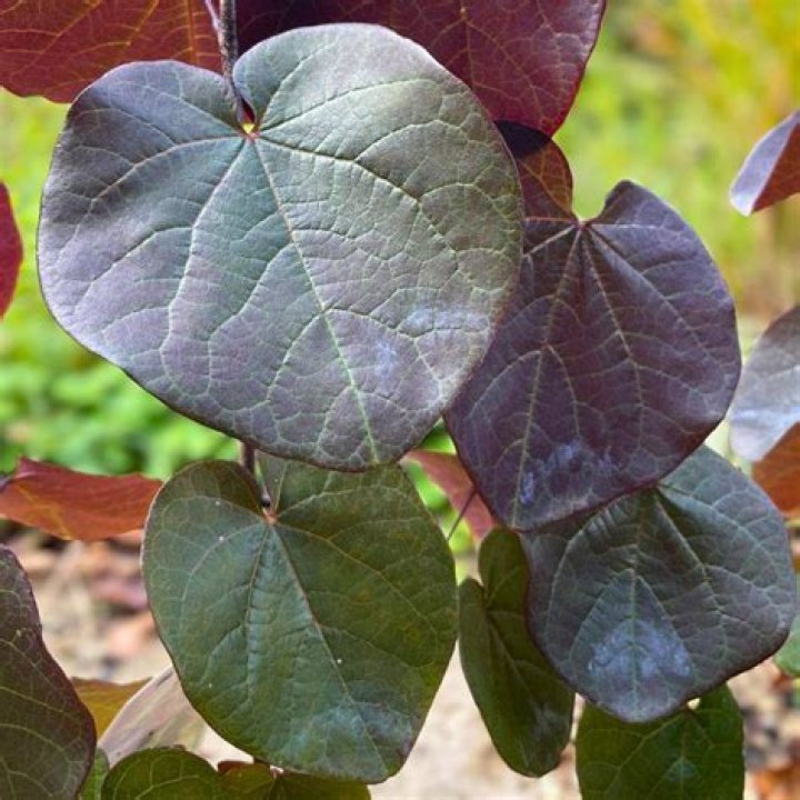 Cercis canadensis (Fabaceae) image 130301 at PhytoImages.siu.edu