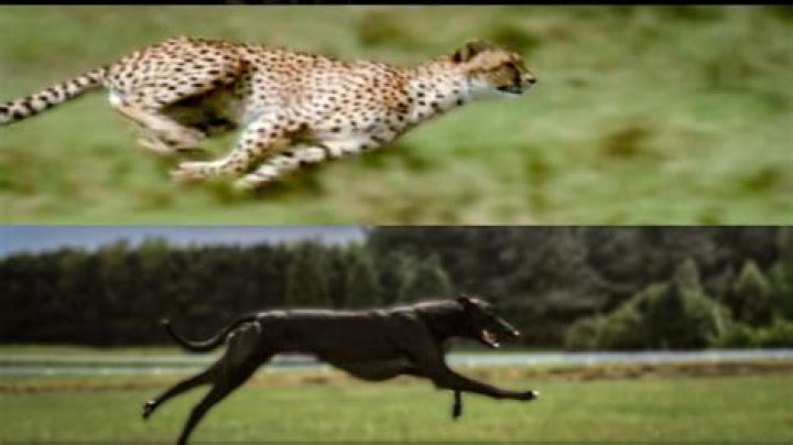 Cheetah vs Greyhound Speed Test BBC Earth