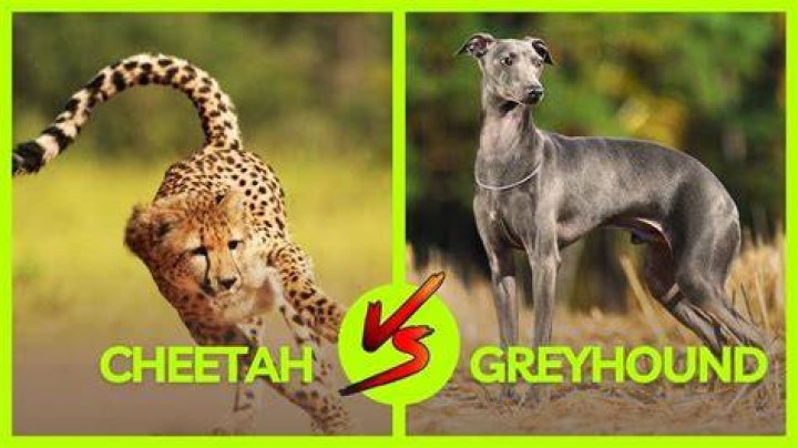 Cheetah vs Greyhound World's Fastest Dog In Super Slow Motion Slo