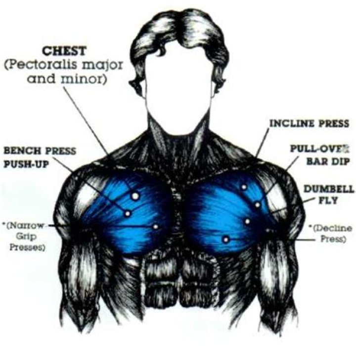 Chest Muscles Anatomy For Bodybuilders Muscles Abs Arms