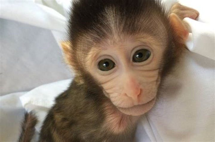 Chinese Scientists Created Monkeys Carrying AutismRelated Gene WSJ