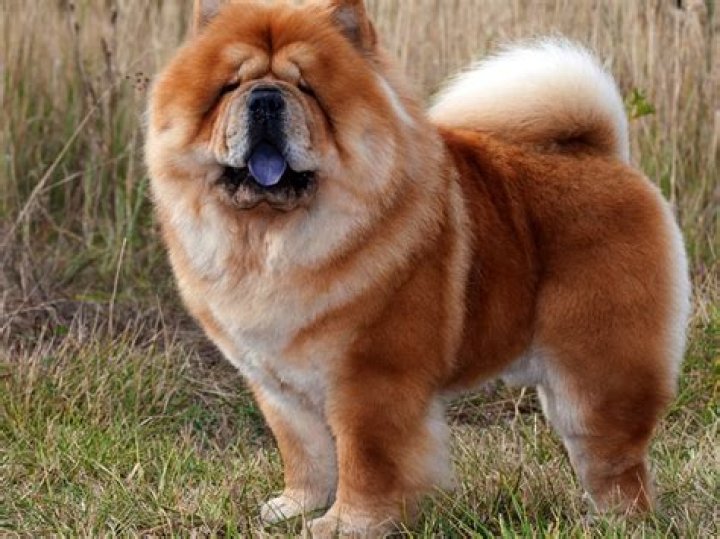 Chow Chow A protective breed that makes a good watchdog