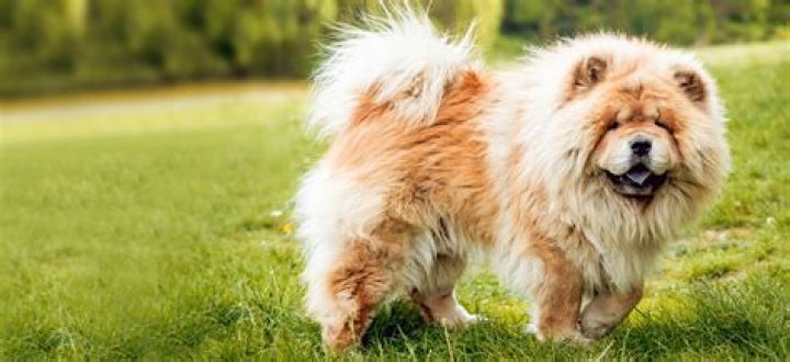 Chow Chow Breed Information Guide Facts And Pictures BARK