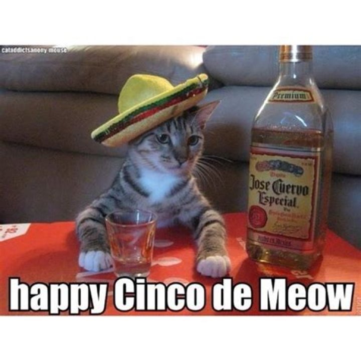 Cinco De Mayo Memes The Funny Beaver cincodemayo
