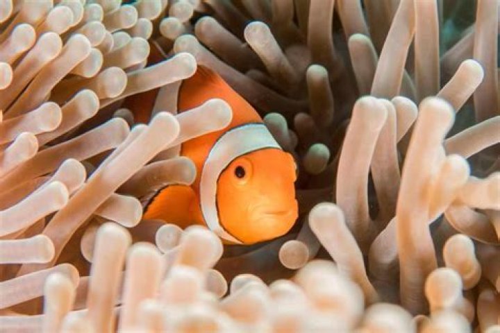 Clownfish The Fascinating Coral Reef Fish Ocean Info