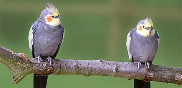 Cockatiel Sounds Cockatiel Bird Sounds Bird Sounds