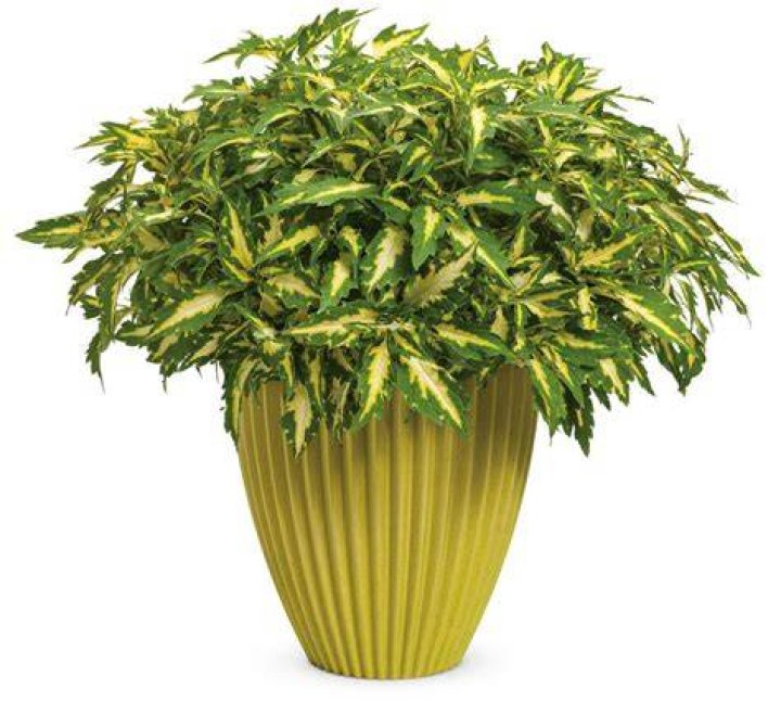 Coleus Alligator Tears 4 inch pot Flora Conservancy of Forest Park