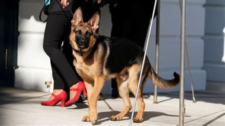Commander Biden bites another Secret Service agent, the 11th known