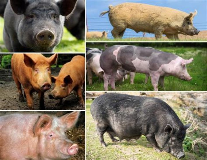 Common Breeds of Pigs Animals mom.me