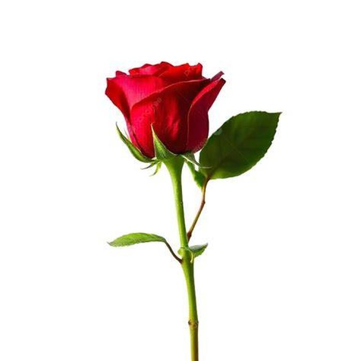 Compartilhar 84+ imagem rosa acosta instagram br.thptnganamst.edu.vn