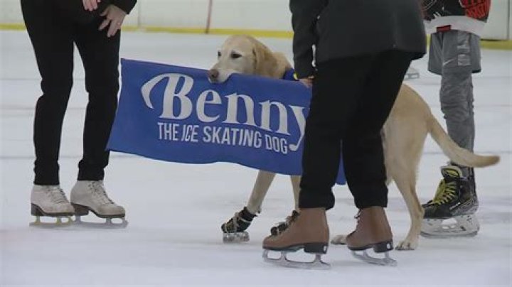 Could ice skating dog be the next Golden Knights onice show? Las