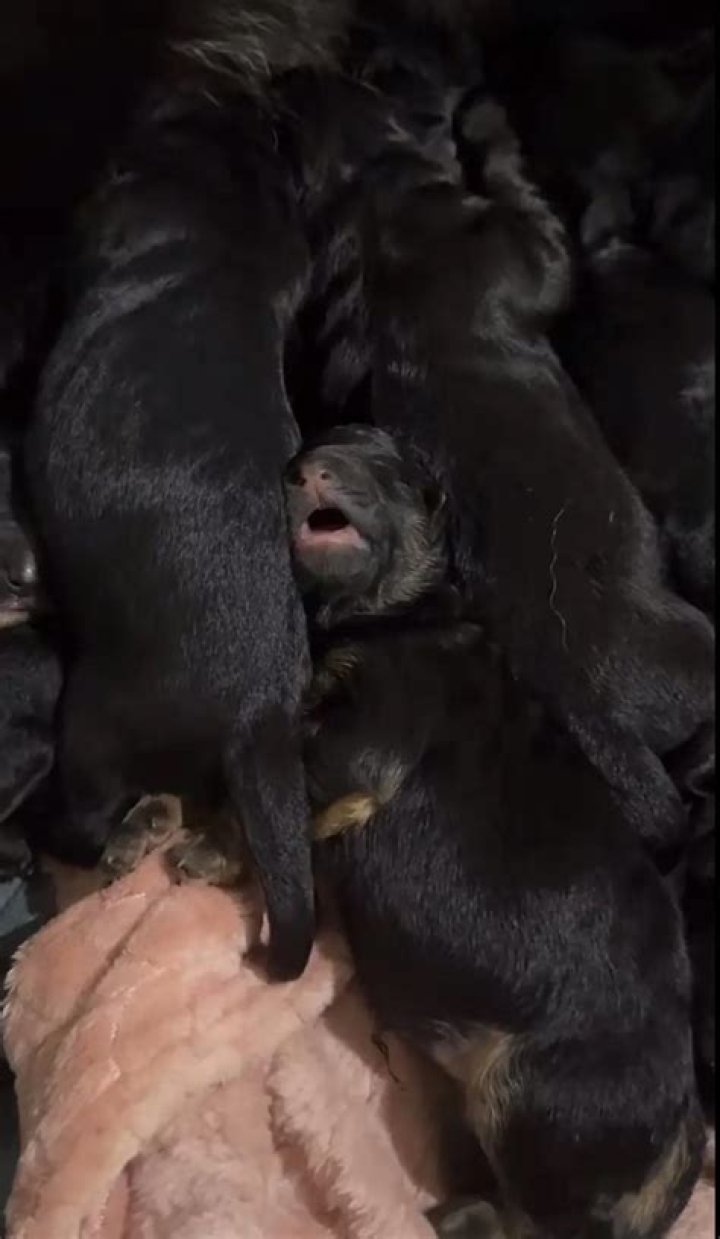 currently crying IGlilbadblue puppies TikTok