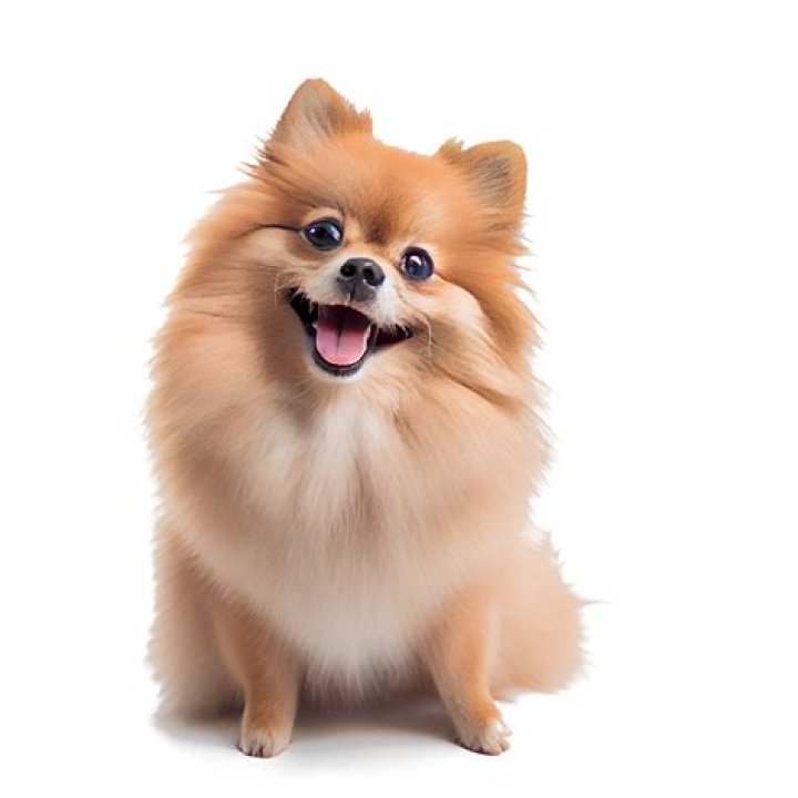 Cute and happy dog 18871729 PNG