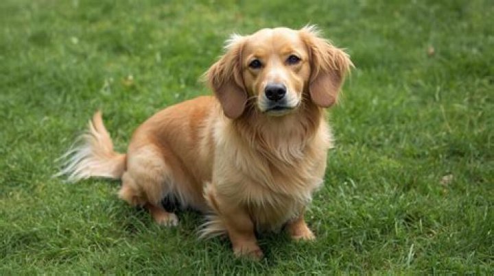 Dachshund Cross Golden Retriever Puppies For Sale Adevarah 1n1