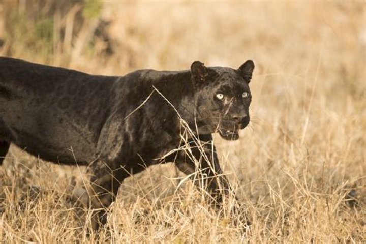 De Canis Panther is zwaar gespierd met een brede borst en kaak. Hun