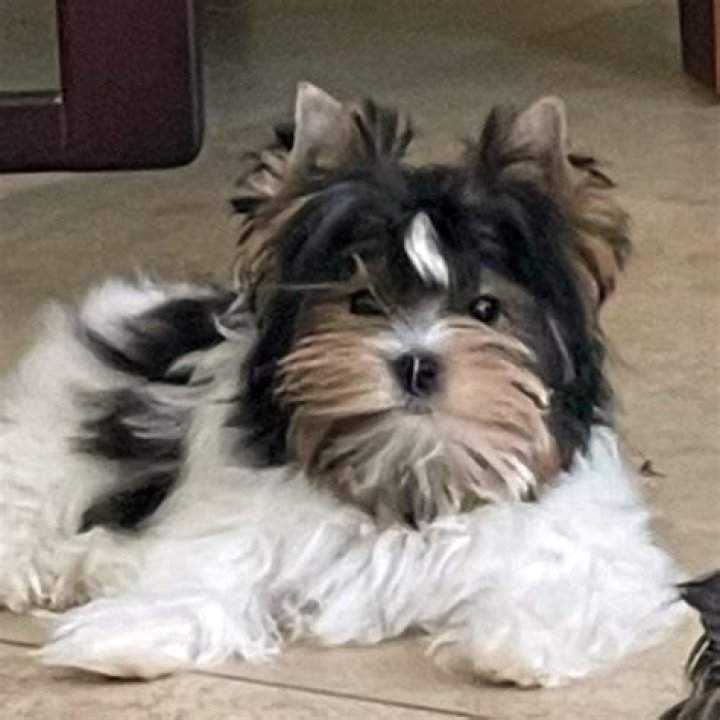 Debbie Haas Biewer Terrier Club of America
