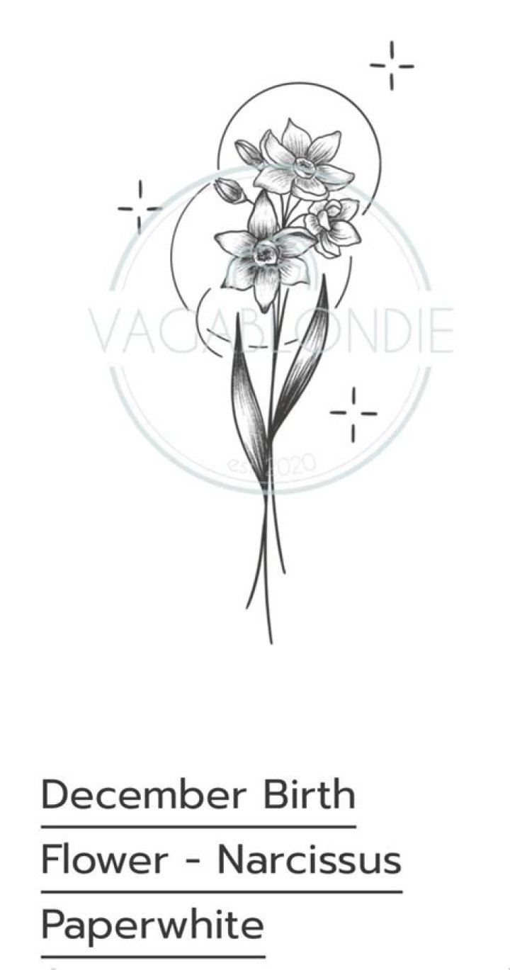 December Birth Flower Drawing ubicaciondepersonas.cdmx.gob.mx