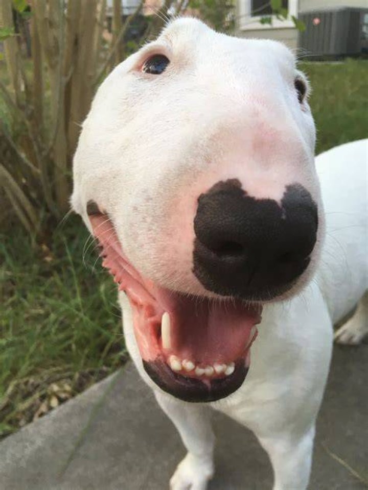 Did Walter the Dog Die? Truth Behind Walter Dog&rsquo;s Death by