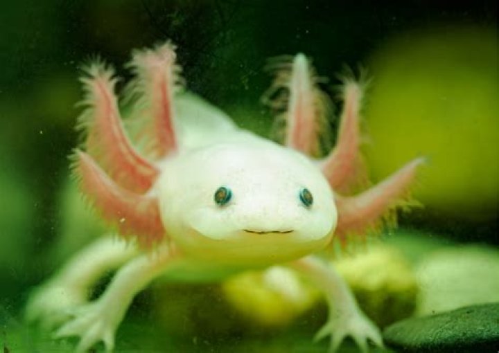 Different Types Of Axolotls Axolotl Morphs / Colors / Colours