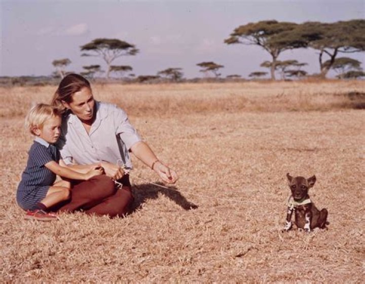 Discover The Life Of Naturalist And Conservationist: Hugo Eric Louis Van Lawick