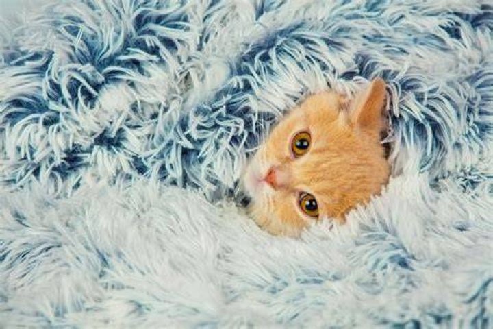 Do cats like blankets? Sleeping kitten, Animal stories, Light blue blanket