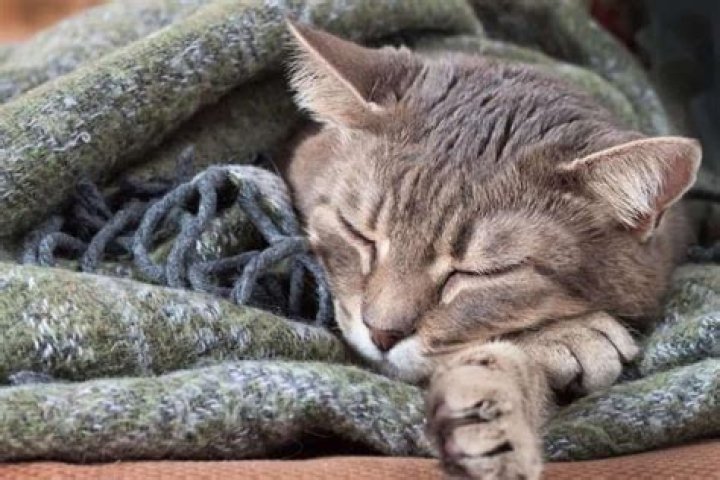 Do Cats Like Blankets? These 21 pictures are a clue petsKB