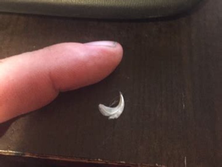 Do Cats Shed Their Claws? A Veterinarian Explains