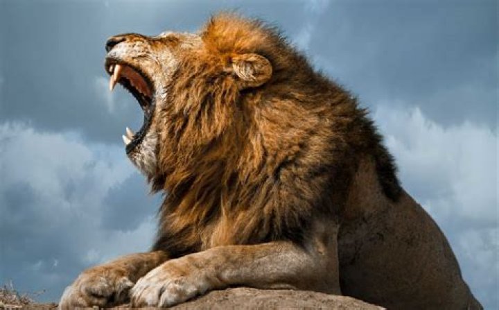 do the roar by RaymondsSoSkibidy Sound Effect Meme Button Tuna