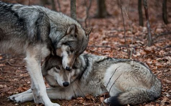 Do Wolves Mate For Life? Animal Hype