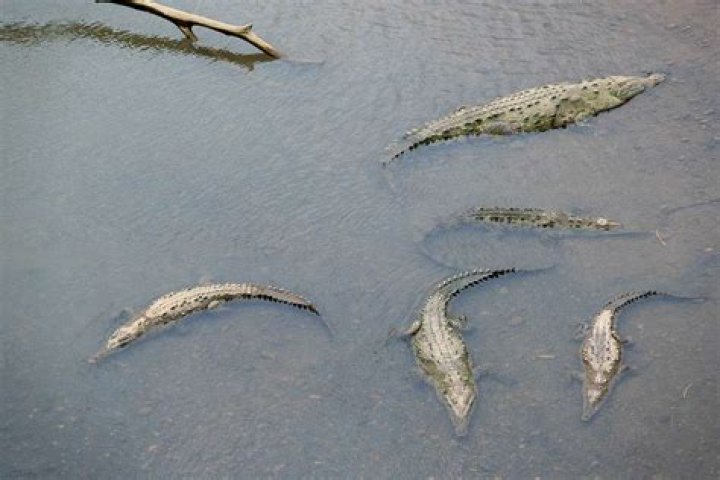 Does Lake Norman Have Alligators?