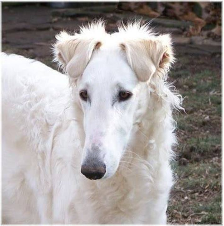 Does The Borzoi Have Rabies