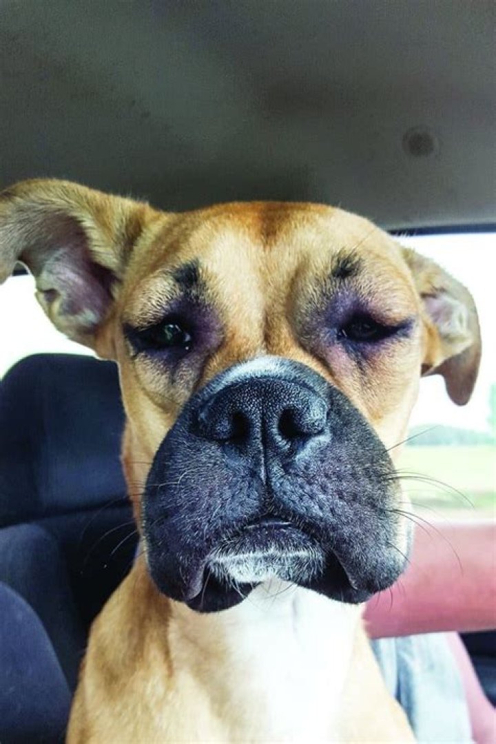 Dog stung by a bee Dog bee sting, Bee dog, Silly animals
