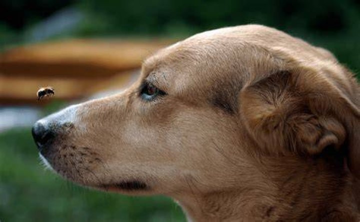 Dog stung by bee in 2022 Dog expressions, Funny animal pictures